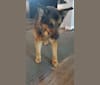 Doozie, a German Shepherd Dog and Australian Cattle Dog mix tested with EmbarkVet.com