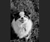 Photo of Bear, a Japanese Chin, Poodle (Small), Shih Tzu, and Pomeranian mix in Ontario, Canada