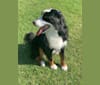 Joy, a Bernese Mountain Dog tested with EmbarkVet.com