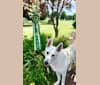 Seiko, a German Shepherd Dog tested with EmbarkVet.com