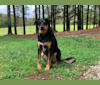 Photo of Jethro, an Australian Cattle Dog, Labrador Retriever, Boxer, German Shepherd Dog, Golden Retriever, and Mixed mix