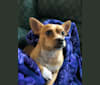 Frankie, a Chihuahua and Pekingese mix tested with EmbarkVet.com