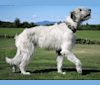 Augie, an Irish Wolfhound tested with EmbarkVet.com