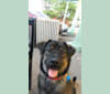 Rosie, a Rottweiler and Siberian Husky mix tested with EmbarkVet.com