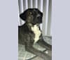 Akira, a Labrador Retriever and Australian Cattle Dog mix tested with EmbarkVet.com
