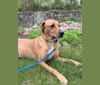 Lincoln, a Redbone Coonhound and German Shepherd Dog mix tested with EmbarkVet.com