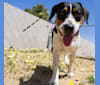Photo of Patches, a Beagle and Australian Cattle Dog mix in Texas, USA
