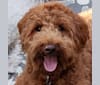 Photo of Finn, a Goldendoodle  in Milwaukee, Wisconsin, USA