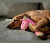 Sisu, a Doberman Pinscher and American Pit Bull Terrier mix tested with EmbarkVet.com