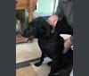 Buck, a Labrador Retriever tested with EmbarkVet.com