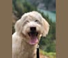 Finnegan, a Poodle (Small) and Labrador Retriever mix tested with EmbarkVet.com