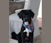 Photo of Remus, a Labrador Retriever, Boxer, Cocker Spaniel, Rottweiler, and Boston Terrier mix in Alabama, USA