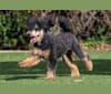 Rosco, a Poodle tested with EmbarkVet.com
