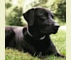 Curtis, a Rottweiler and Labrador Retriever mix tested with EmbarkVet.com