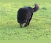 Pandora, a German Shepherd Dog and Siberian Husky mix tested with EmbarkVet.com