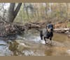 Photo of Achilles, an American Pit Bull Terrier, Chow Chow, Labrador Retriever, and Boxer mix in Marietta, Georgia, USA