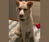 Kaia, a Siberian Husky and Rottweiler mix tested with EmbarkVet.com