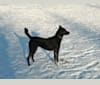 Olia, an European Village Dog tested with EmbarkVet.com