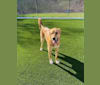 Photo of Elle, a Great Pyrenees and Labrador Retriever mix in Fort Worth, Texas, USA