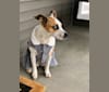 Ada, a Staffordshire Terrier and Labrador Retriever mix tested with EmbarkVet.com
