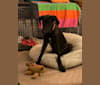 Baxter, a German Shepherd Dog and Great Dane mix tested with EmbarkVet.com