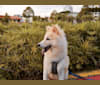 Moshi, a Shetland Sheepdog and Siberian Husky mix tested with EmbarkVet.com