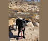 Lila, an Australian Cattle Dog and Labrador Retriever mix tested with EmbarkVet.com