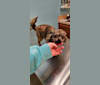 Drexel, a Chihuahua tested with EmbarkVet.com