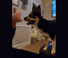 Mya, a Siberian Husky and Australian Shepherd mix tested with EmbarkVet.com