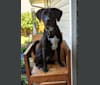 Photo of Bailey Bodie, an American Pit Bull Terrier, Catahoula Leopard Dog, Rottweiler, Chow Chow, and Mixed mix in Carrollton, Texas, USA