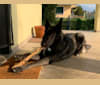 Aries, a Belgian Sheepdog and Siberian Husky mix tested with EmbarkVet.com