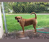 Photo of Lucy, an American Pit Bull Terrier, Mountain Cur, Bloodhound, and Mastiff mix in Mississippi, USA