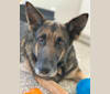 Photo of Lilah, a German Shepherd Dog (6.4% unresolved) in Sierra Vista, Arizona, USA