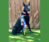 Gator, a Belgian Shepherd tested with EmbarkVet.com