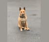 Photo of Gitlee, a Carolina Dog  in Aiken, SC, USA