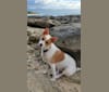 Stevie the Wonder dog, a Chihuahua and Shih Tzu mix tested with EmbarkVet.com