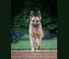 Bueller, a German Shepherd Dog tested with EmbarkVet.com