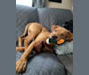 Murphy, a Pointer and Labrador Retriever mix tested with EmbarkVet.com