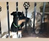Dakota, a Rottweiler and Chow Chow mix tested with EmbarkVet.com