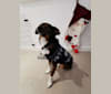 Milo, an Eastern European Village Dog and Pekingese mix tested with EmbarkVet.com