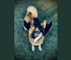 Gizmo, a Siberian Husky and German Shepherd Dog mix tested with EmbarkVet.com