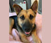 Rosie Jane, a German Shepherd Dog and Chow Chow mix tested with EmbarkVet.com