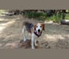 Betty, a Treeing Walker Coonhound tested with EmbarkVet.com