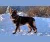 Infinite Horizon Fenris Fangs, a German Shepherd Dog tested with EmbarkVet.com