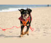 Callie, an Australian Shepherd and Treeing Walker Coonhound mix tested with EmbarkVet.com