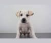 Ruger, a German Shepherd Dog and Labrador Retriever mix tested with EmbarkVet.com