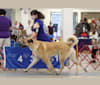 Laddie, an Anatolian Shepherd Dog tested with EmbarkVet.com