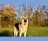 Blitz, a German Shepherd Dog tested with EmbarkVet.com