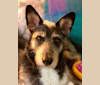 Percy, a Shetland Sheepdog and Chihuahua mix tested with EmbarkVet.com