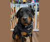 Hershey's, a Rottweiler tested with EmbarkVet.com